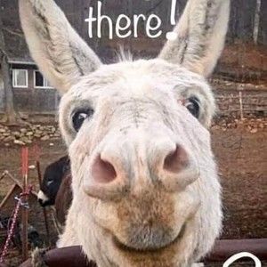 Meet your Posher, Joseph
